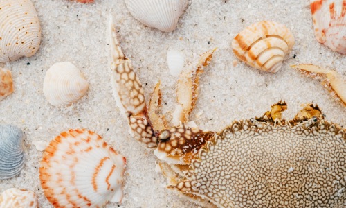 shells crab sand orange blue speckled 
